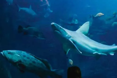 Melbourne Attractions Pass
