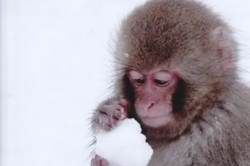 Snow Monkeys, Zenkoji Temple and Sake Day Trip