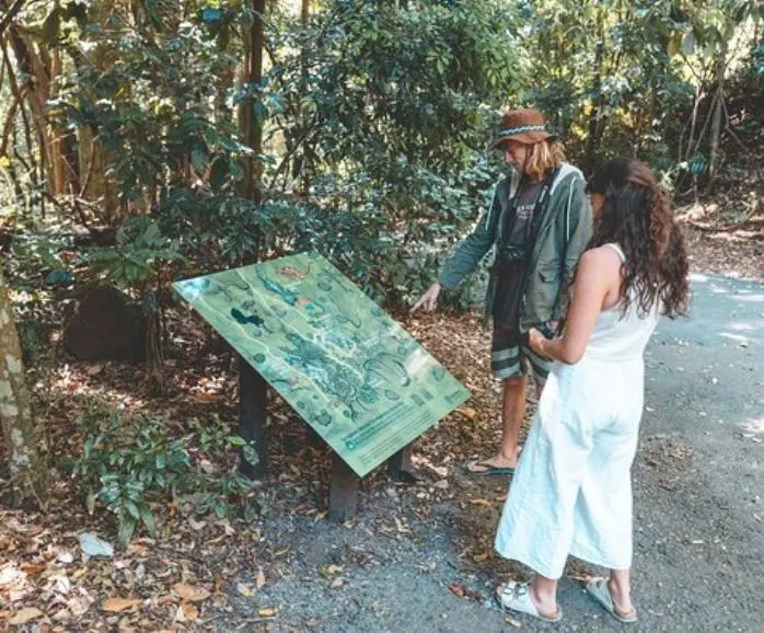 Springbrook and Tamborine Rainforest Tour