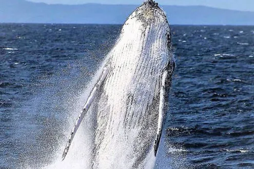 Best time to see whales in Sydney for 2021 | Finder