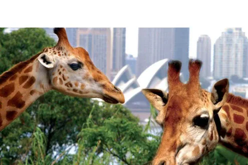 Sydney Harbour Cruise and Taronga Zoo Entry