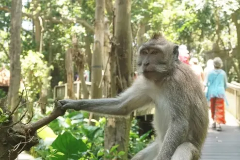 Ubud Monkey Forest and Tegalalang Private Trip