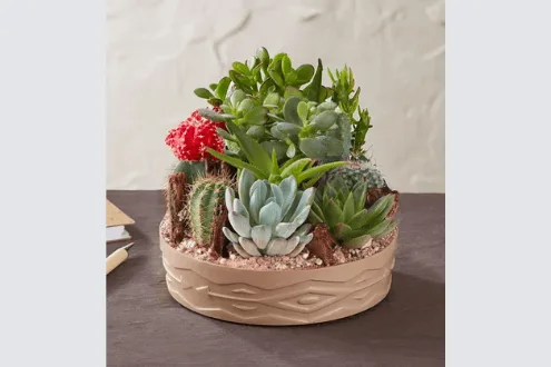 Cactus dish garden