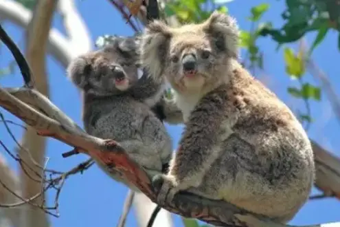 Full-Day Blue Mountains Small-Group Tour