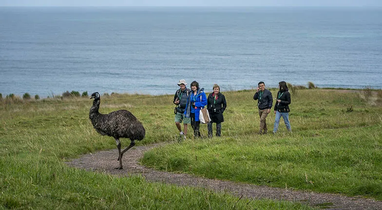 Great Ocean Road Guided Wildlife Walk