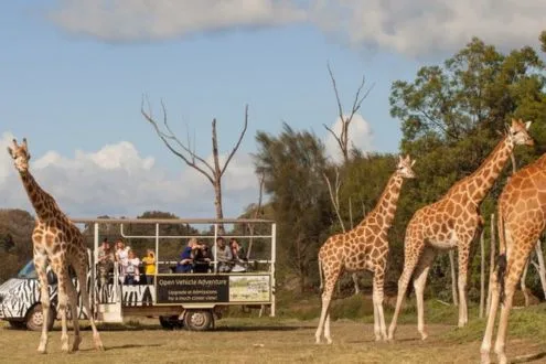 Werribee Open Range Zoo Off Road Safari