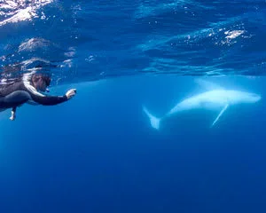 Swim with Whales