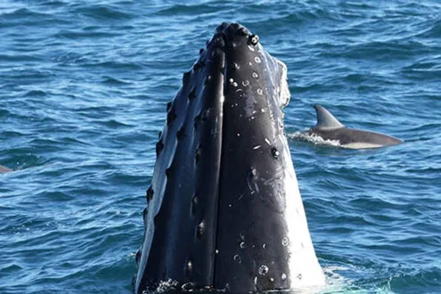 Dolphin and Whale Watching Cruise with Afternoon Tea