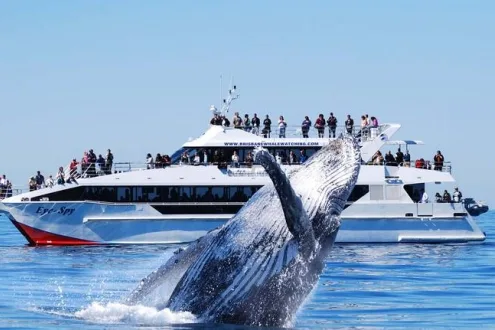 VIP Brisbane whale watching cruise