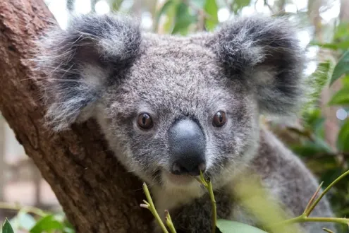 Currumbin Wildlife Sanctuary Entry