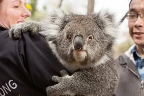 Full-Day Penguins and Wildlife Nature Experience