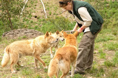 Cleland Wildlife Park Experience
